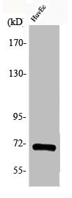 Anti-Phospho-CDC25A (S75)