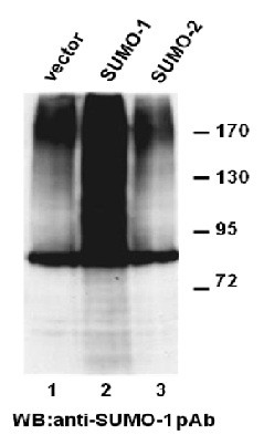 Anti-SUMO-1