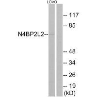 Anti-N4BP2L2