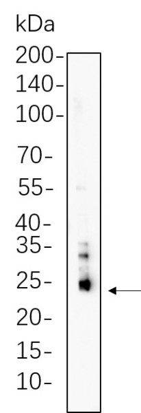 Anti-Recombinant Bim, clone 4B11