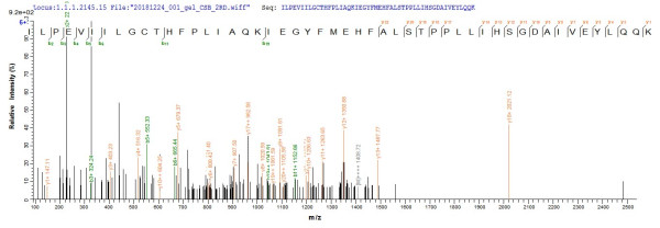 Glutamate racemase (murI), Helicobacter pylori, recombinant