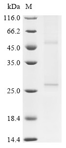 Uroplakin-1b (Upk1b), rat, recombinant