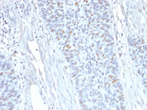 Anti-Cyclin A2 (S- &amp; G2-phase Cyclin), clone E67
