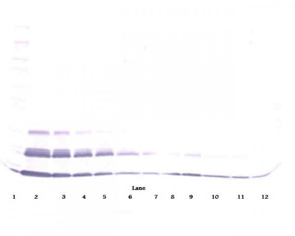 Anti-CL15 (Biotin)