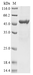 Pachytene checkpoint protein 2 homolog (TRIP13), human, recombinant