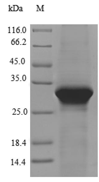 Lipolysis-stimulated lipoprotein receptor (LSR), partial, human, recombinant