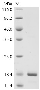 PgsA (NGK_0260), partial, Neisseria gonorrhoeae, recombinant