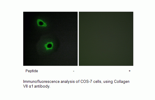 Anti-Collagen VII alpha1