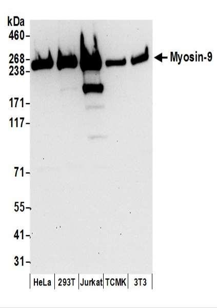 Anti-Myosin-9