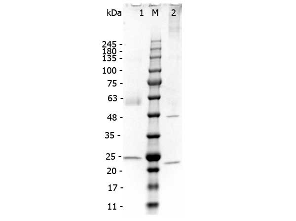 Mouse IgA Kappa myeloma protein