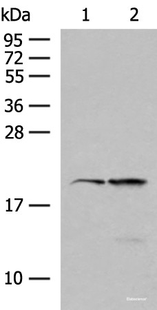 Anti-RNF5