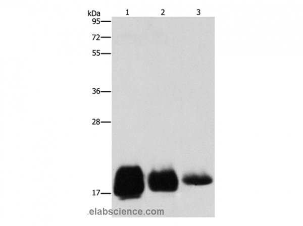 Anti-CD59