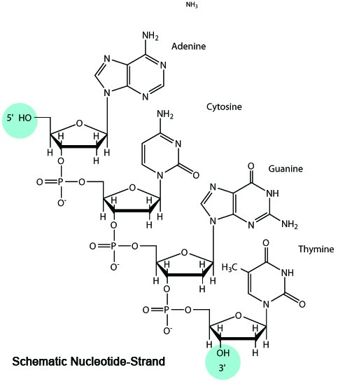 ODN 2243 (Control for ODN 2216) Endotoxin-free (sterile)