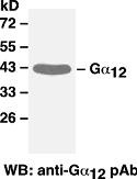 Anti-G.alpha.12