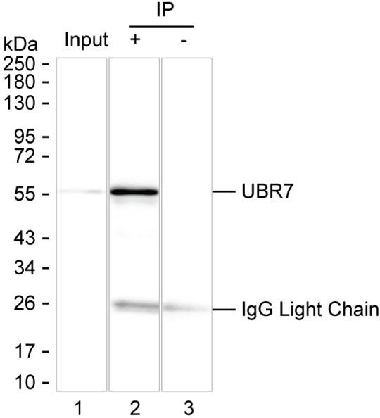 Anti-UBR7 Magnetic Beads