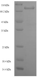 Leucine-rich repeat neuronal protein 1 (LRRN1), partial, human, recombinant