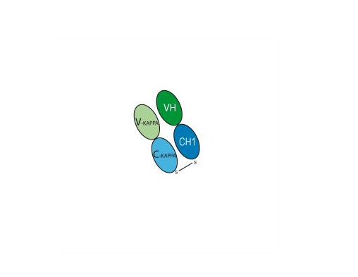 Ranibizumab (Anti-VEGF Antibody)