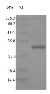 Dipeptidyl peptidase 4 (Dpp4), partial, rat, recombinant