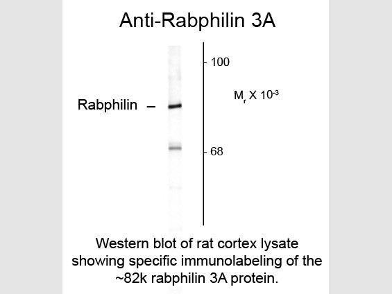 Anti-Rabphilin 3A