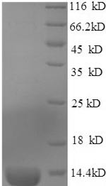 Guanylate cyclase activator 2B (Guca2b), mouse, recombinant