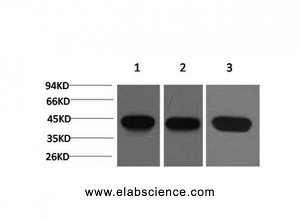 Anti-ACTA2, clone 2E2