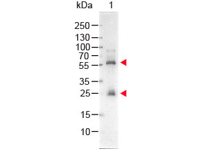 Streptavidin Alkaline Phosphatase (AP) conjugated