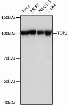 Anti-DNA topoisomerase I (TOP1)