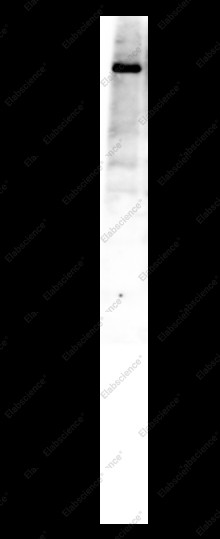 Anti-Recombinant PIEZO1, clone C772024