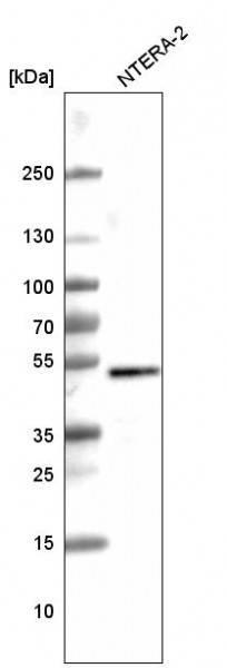 Anti-SOX3, clone CL4725