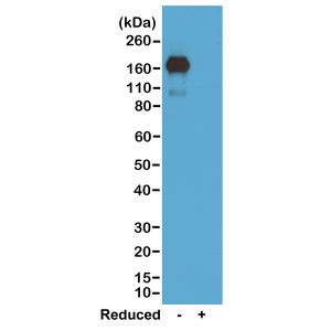 Anti-IgA (mouse), Rabbit Monoclonal (RM220)