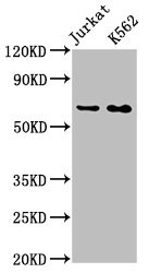 Anti-STIP1 Recombinant Monoclonal, clone 3E4
