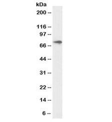 Anti-ABCD3 Biotin Conjugate