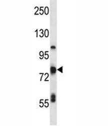 Anti-TP63