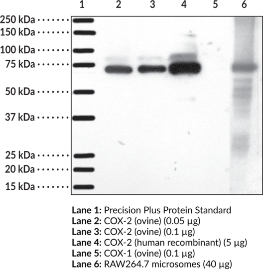 Anti-COX-2 (mouse) Antiserum