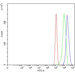 Anti-TDG / Thymine-DNA glycosylase