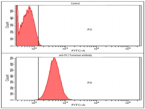 Anti-FH / Fumarase, clone 3F6
