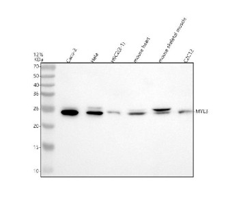 Anti-MYL3 / Myosin light chain 3