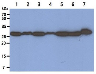 Anti-PSME1, clone 12H3