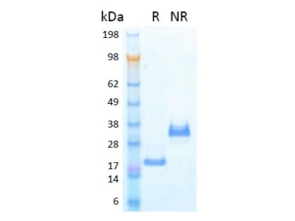 BMP-7 HumanKine(R) recombinant human protein