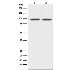 Anti-CD19 / B-lymphocyte marker, clone AOEB-3