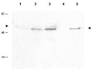 Anti-phospho-Cyclin-B1 (Ser126)