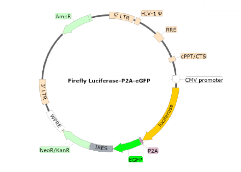 Firefly Luciferase-eGFP Lentivirus (G418)-79980-G