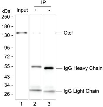 Anti-Ctcf