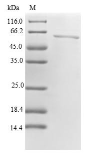 Serine/threonine-protein phosphatase 2A activator (PTPA), human, recombinant