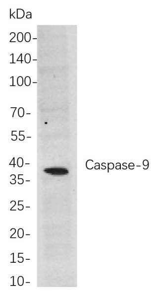 Anti-Recombinant Caspase-9, clone 6C11