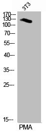 Anti-Phospho-PER2 (S662)