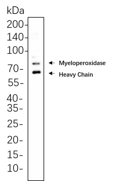 Anti-Recombinant Myeloperoxidase, clone 6C9