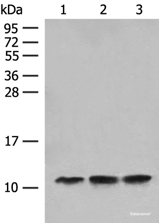 Anti-ATP5L