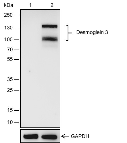 Anti-Recombinant Desmoglein 3/PVA, clone A614