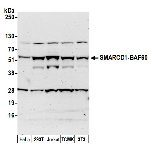 Anti-SMARCD1/BAF60a